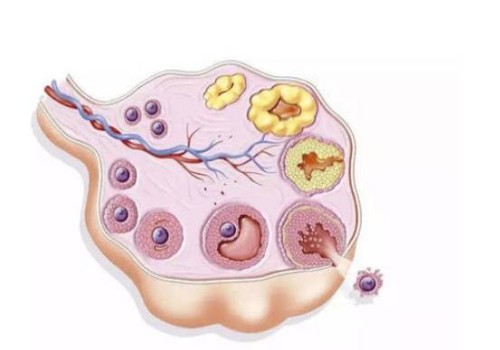 想生男孩这样做，科学备孕方法让你轻松怀上