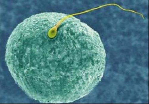 珠海供卵试管：重庆免费孕前检查项目汇总，注意这些事项检查结果更准确